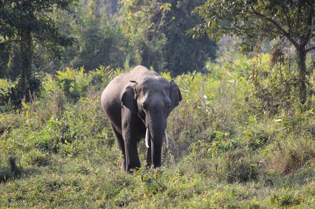 an elephant died came from utrakhand