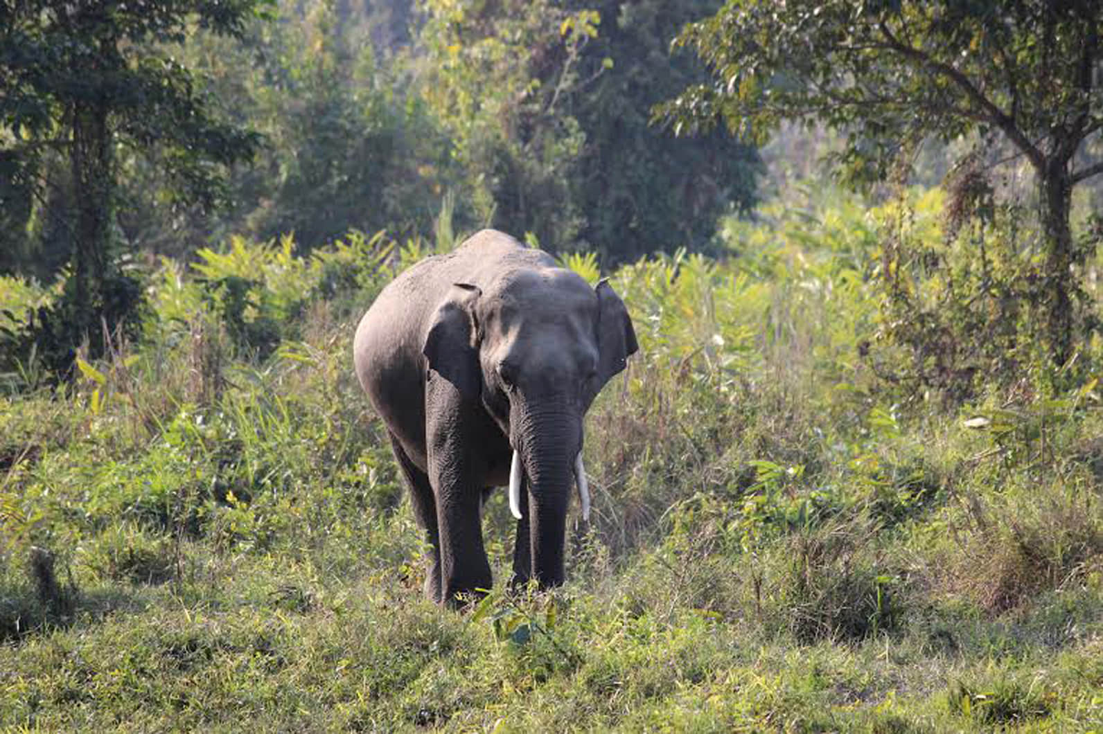 elephant physique going smaller.