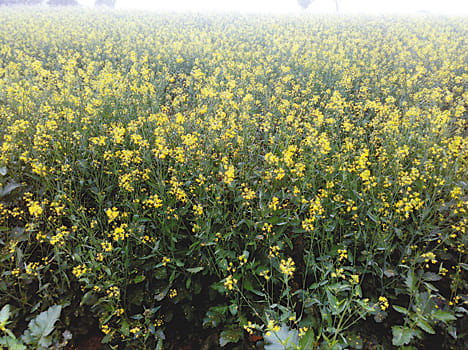 Fog flowering crops can damage