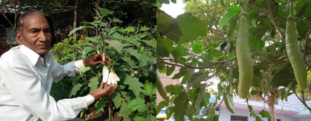 size of gourd harish bundela brinjal