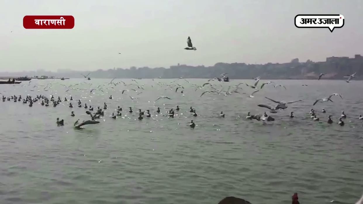 Siberian birds see in pond Raipur
