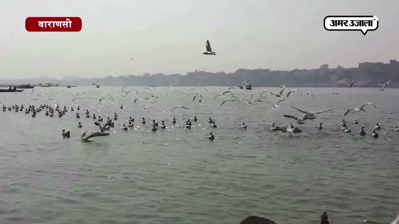 साइबेरियाई पक्षी