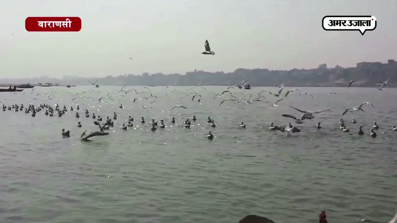 साइबेरियाई पक्षी