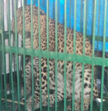 Ssj campus leopard cage