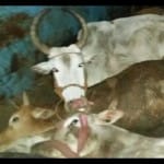 cattle smuggling