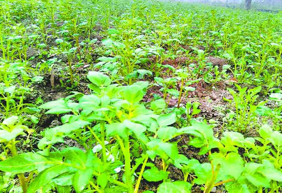 Ahead in sowing Farmers, even in the face of difficulties