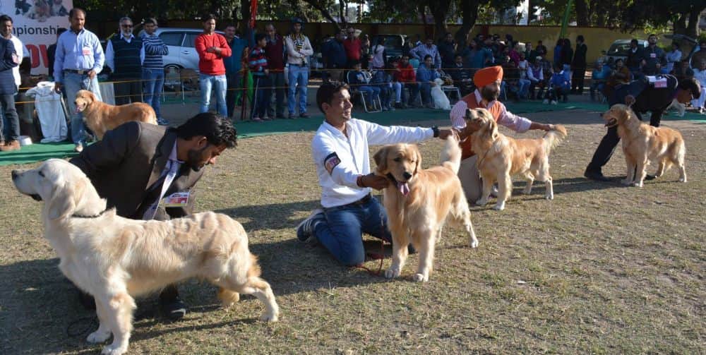 amazing dogs in dehradun dog show