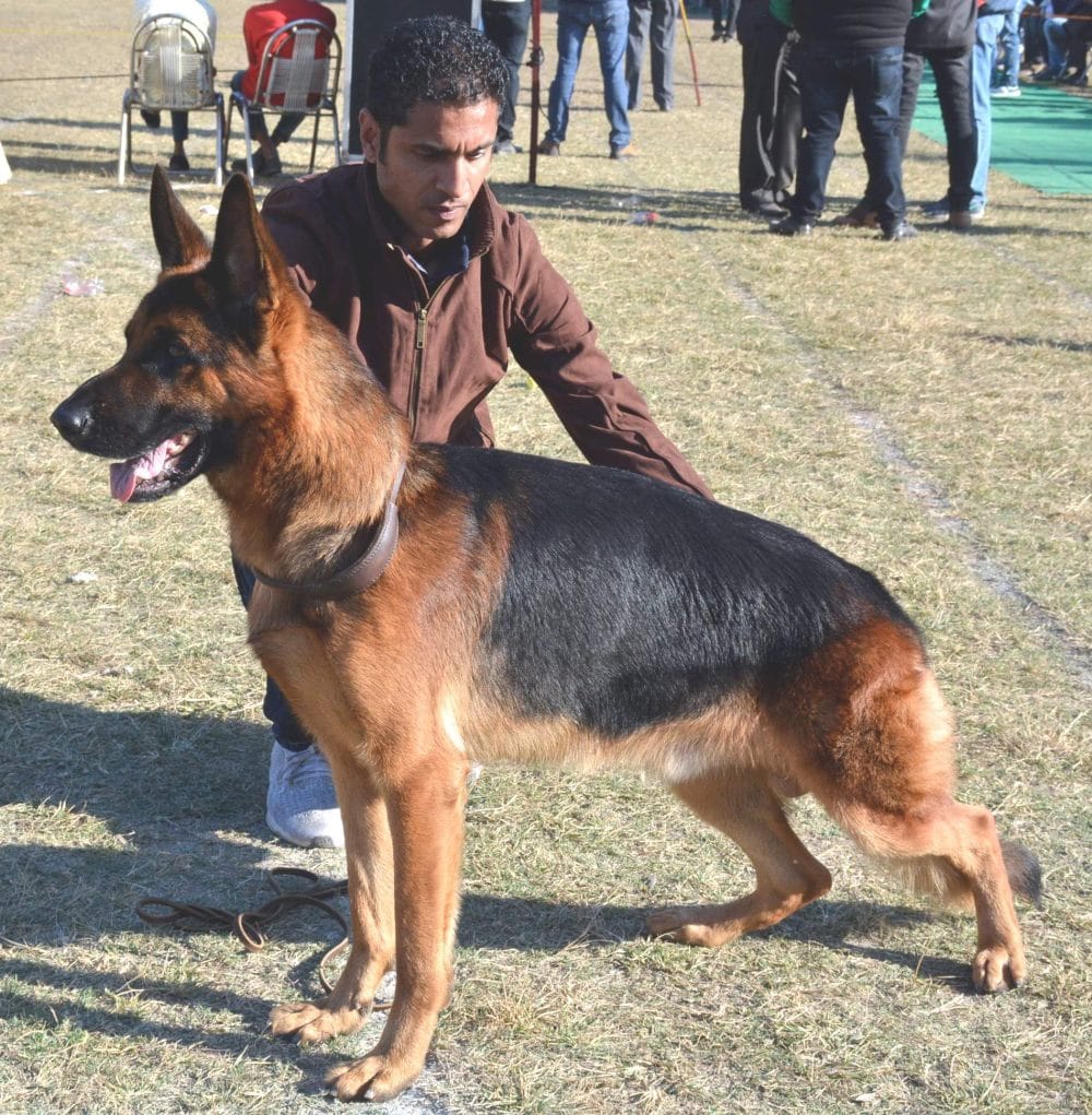 thief arrested with dog help  