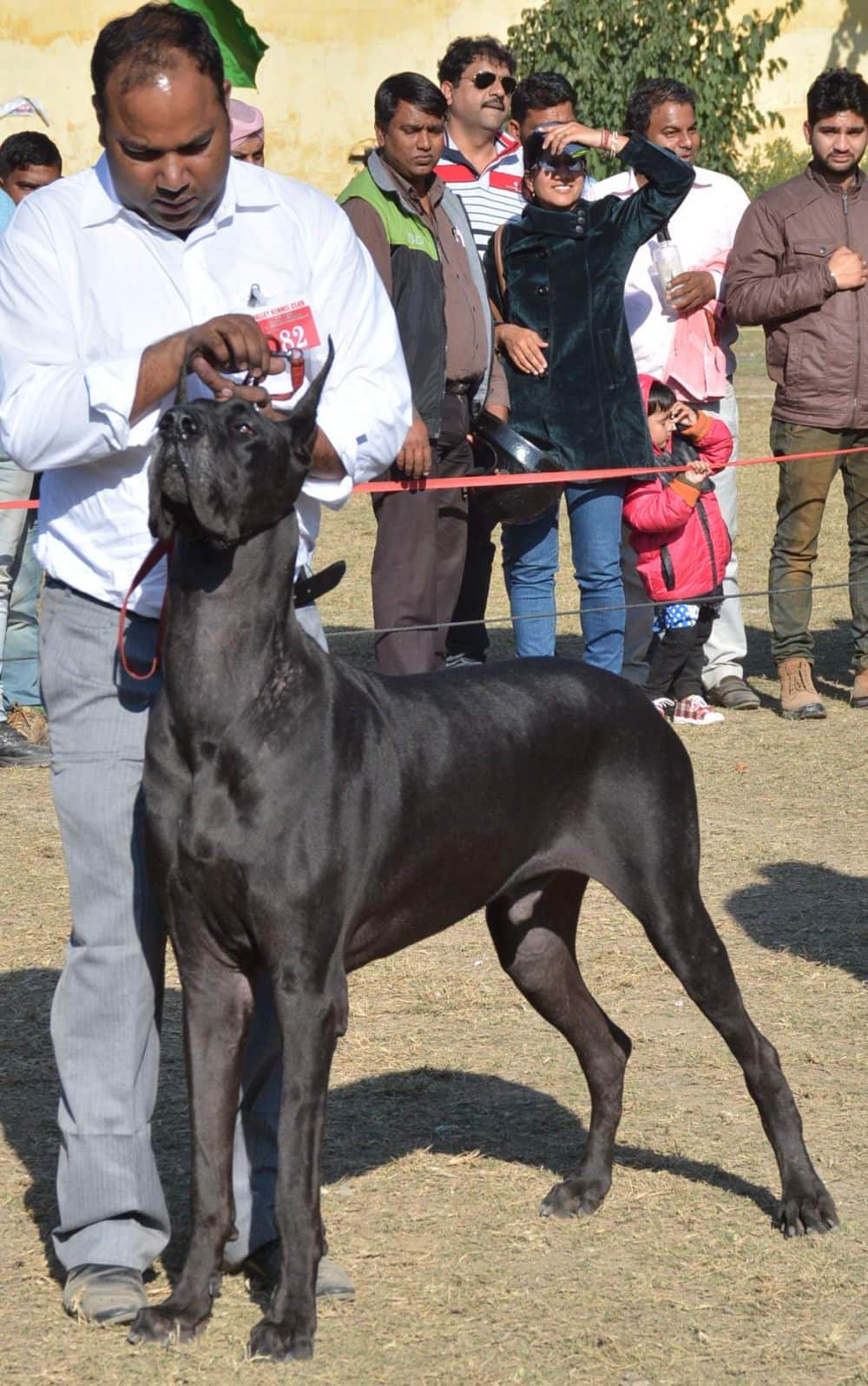 amazing dogs in dehradun dog show