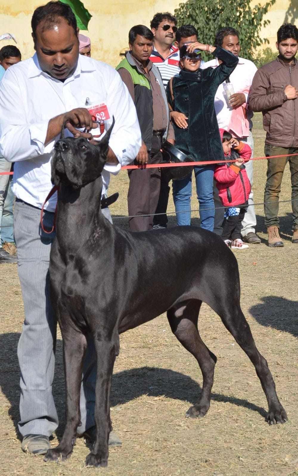 amazing dogs in dehradun dog show