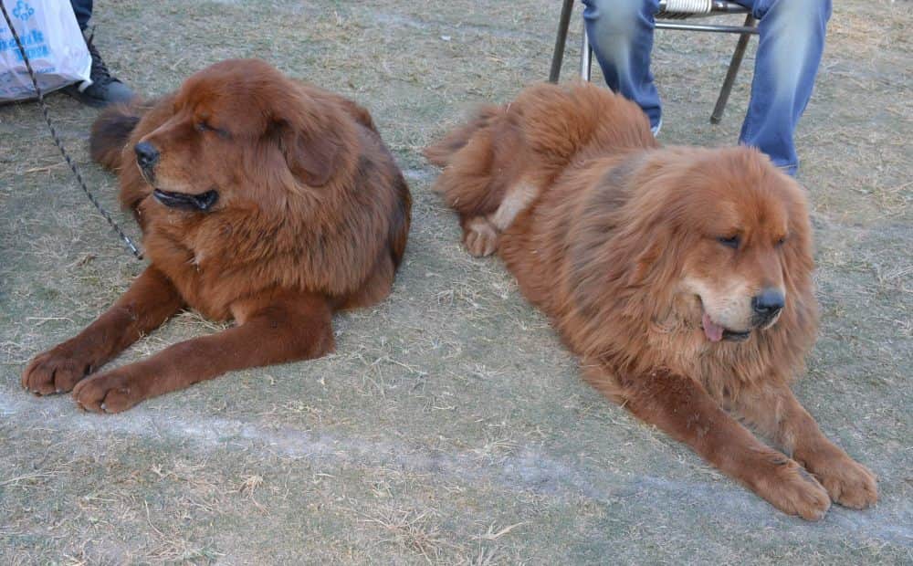 amazing dogs in dehradun dog show