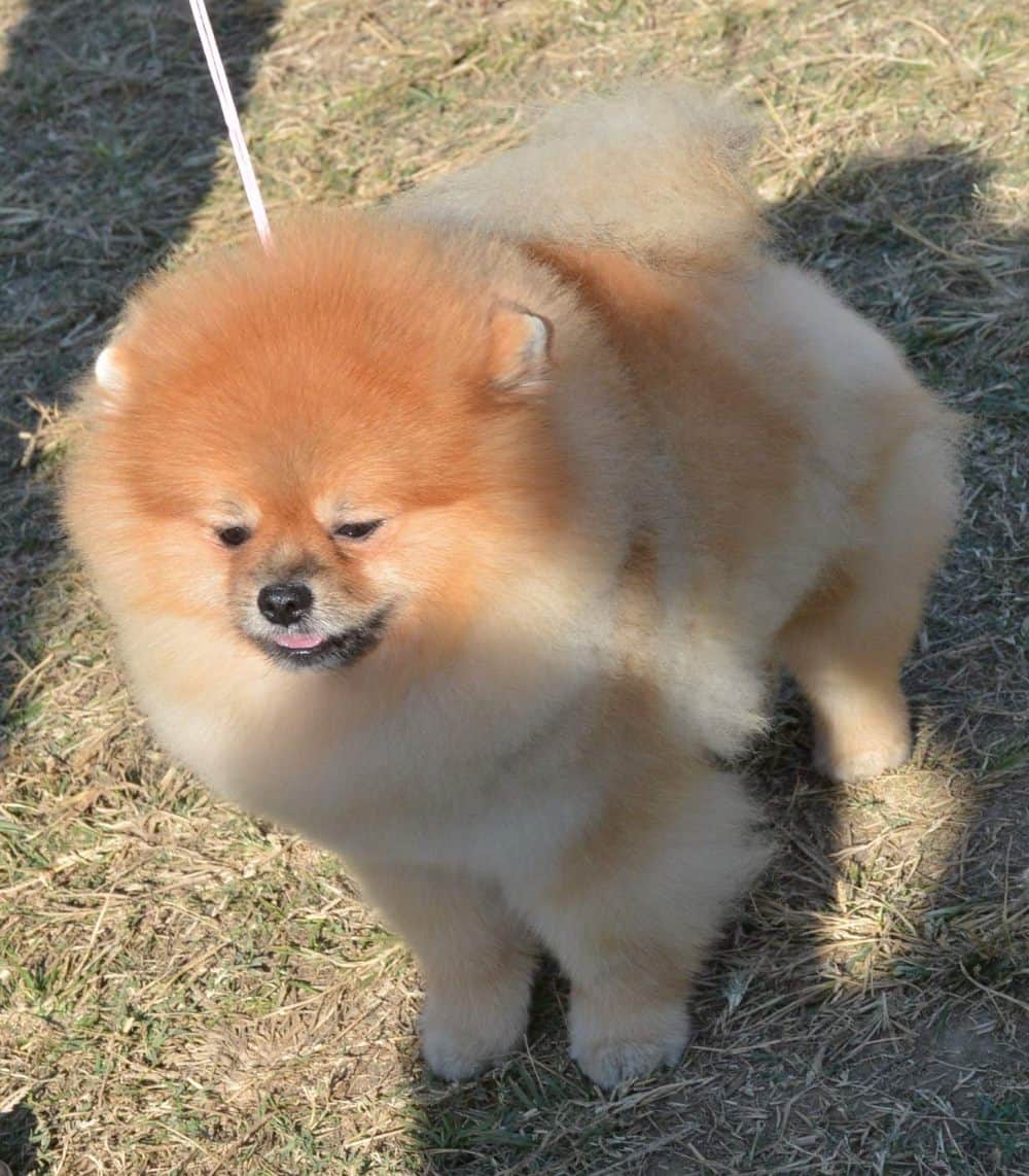 amazing dogs in dehradun dog show