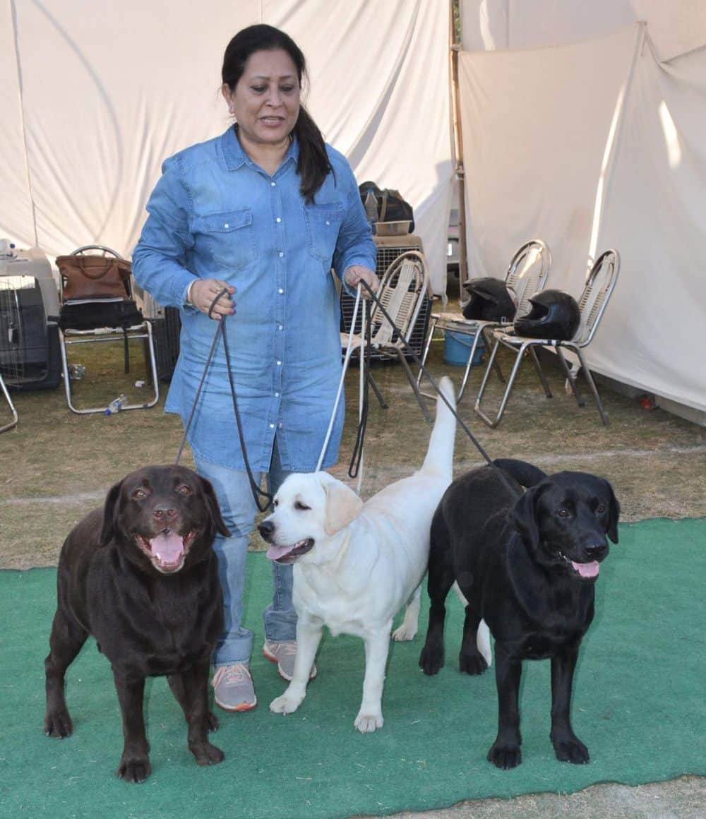 amazing dogs in dehradun dog show