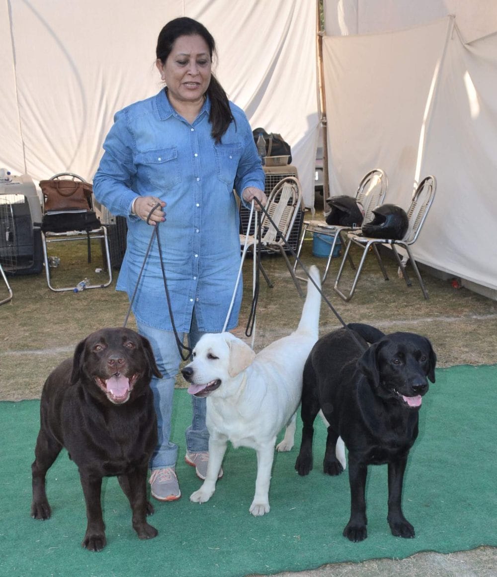 amazing dogs in dehradun dog show