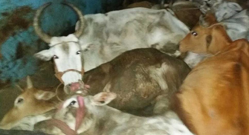Police cut illegal cattle cut.