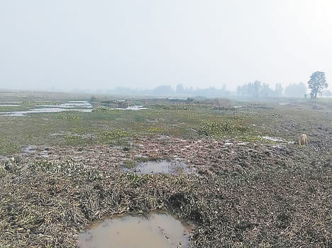 Fog in the guise of a victim of foreign birds