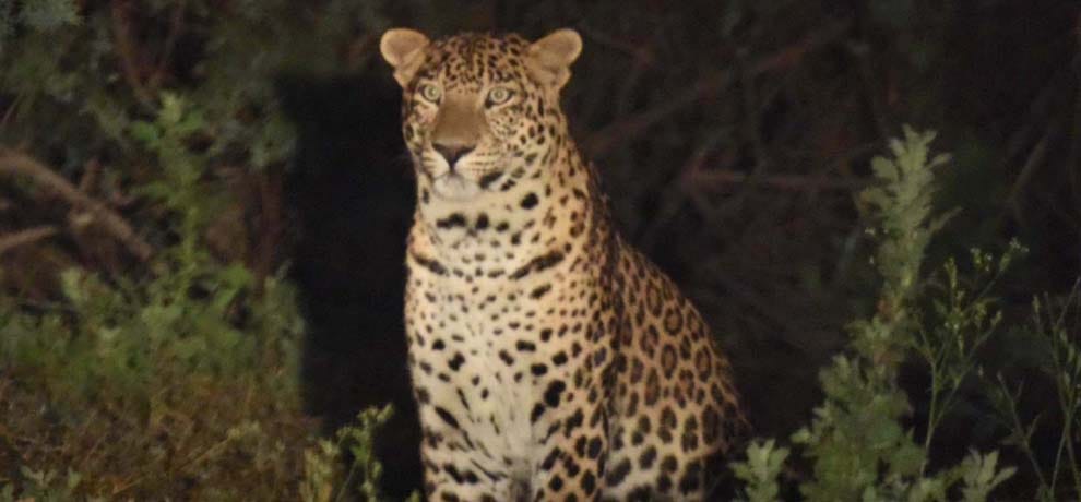 leopard activity in najarpur