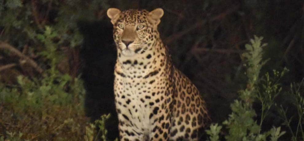  man eater tiger killed hunter mini corbett Passed away