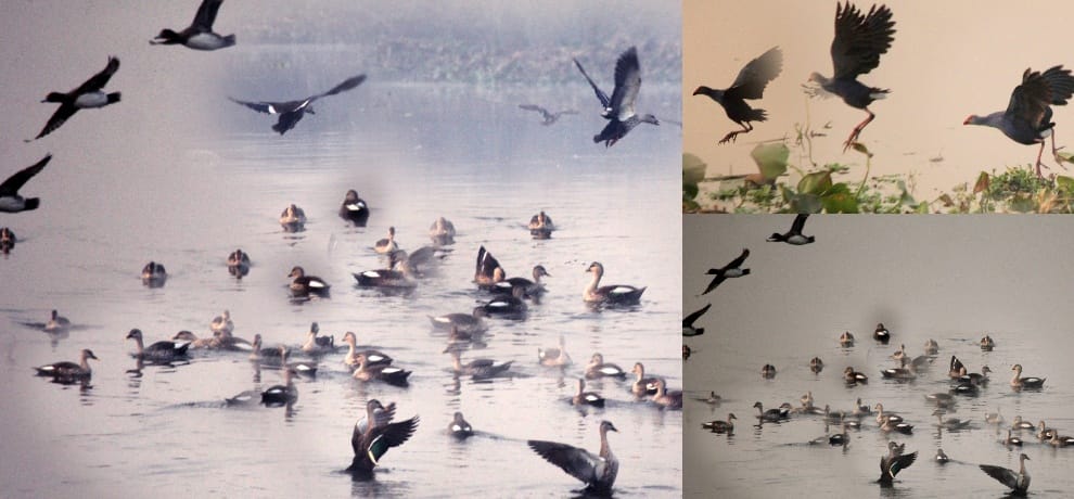 Okhla bird sanctuary is flooded with 10 thousand migratory birds
