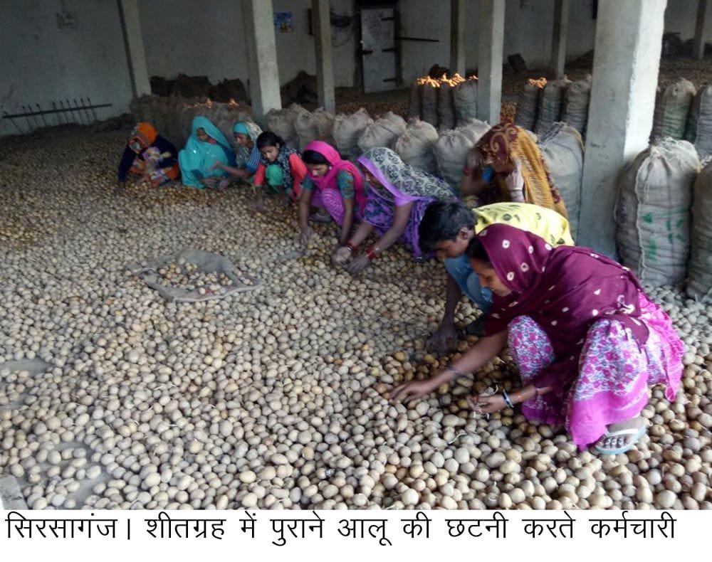 151 million tons of potatoes were dumped in Koldstoron