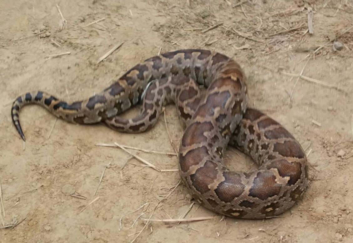 Remains intriguing snake 