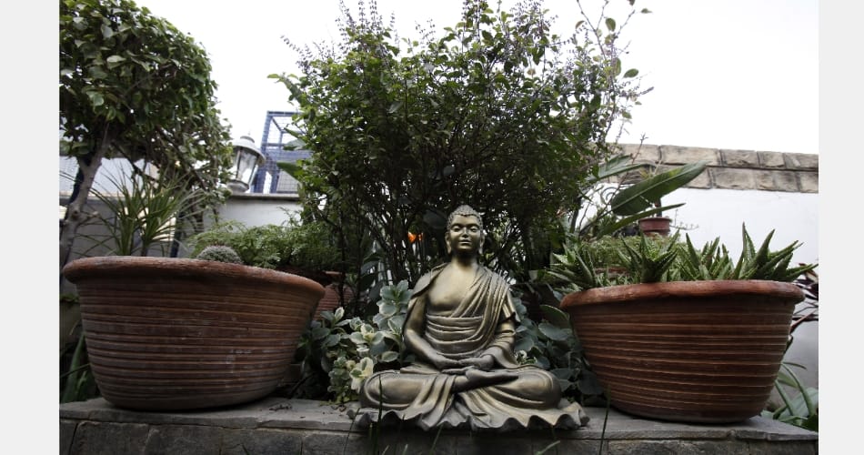 My Garden, My Identity, know about chandigarh Shalini kahli house