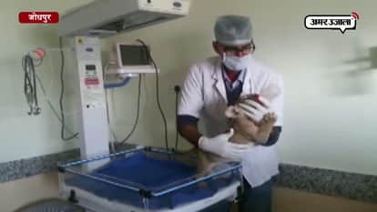 Abandoned lion cub finds ‘parent’ in caretaker in jodhpur 