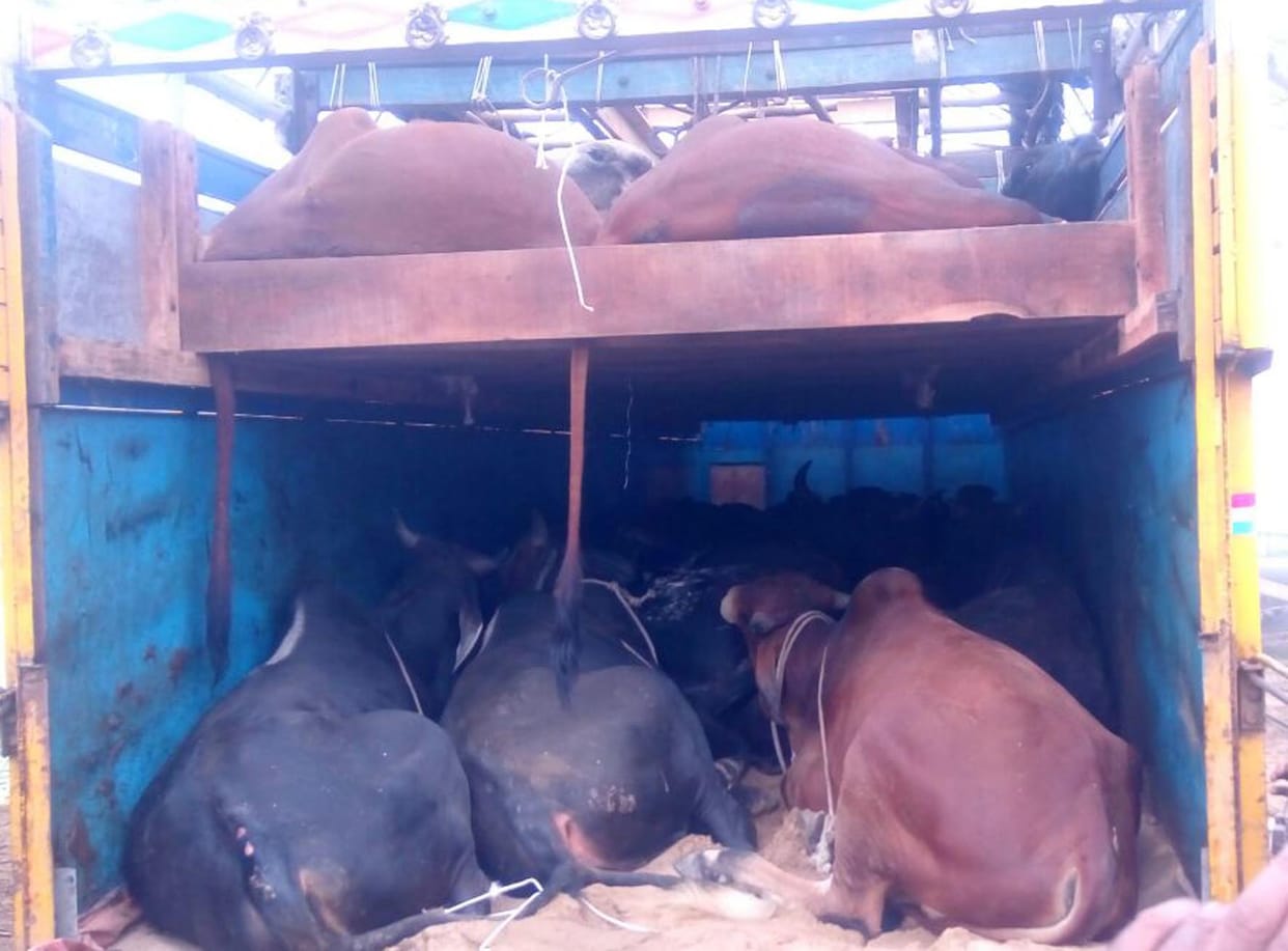 49 progeny provided free, arrested four smugglers