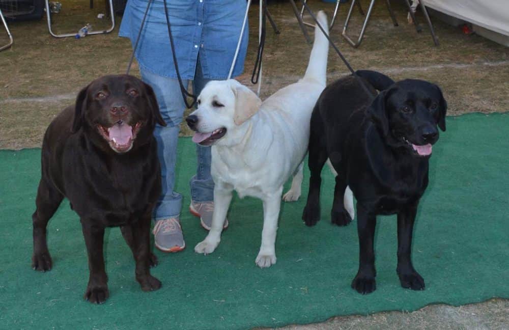 these dogs win international title