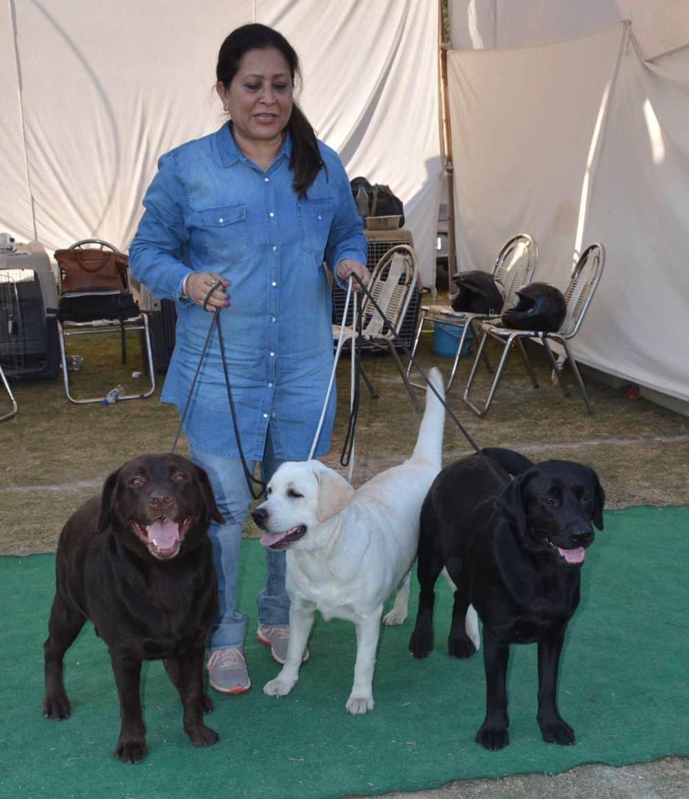 these dogs win international title