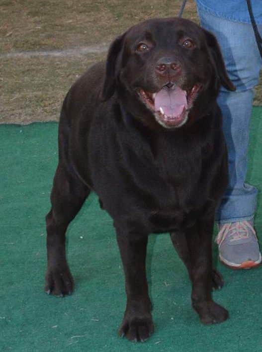 these dogs win international title