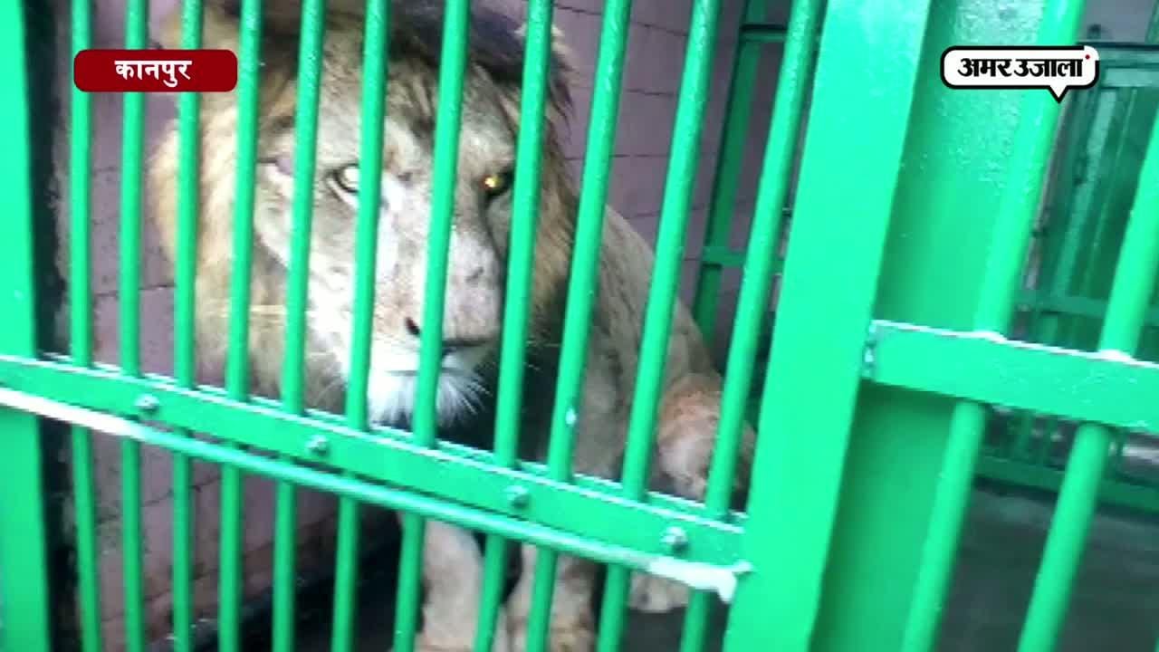 देखिए, जब कानपुर में आया बब्बर शेर
