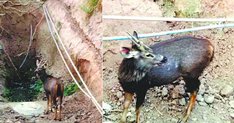 Ban on displacement of Sambhar till the wall of sanctuary is built