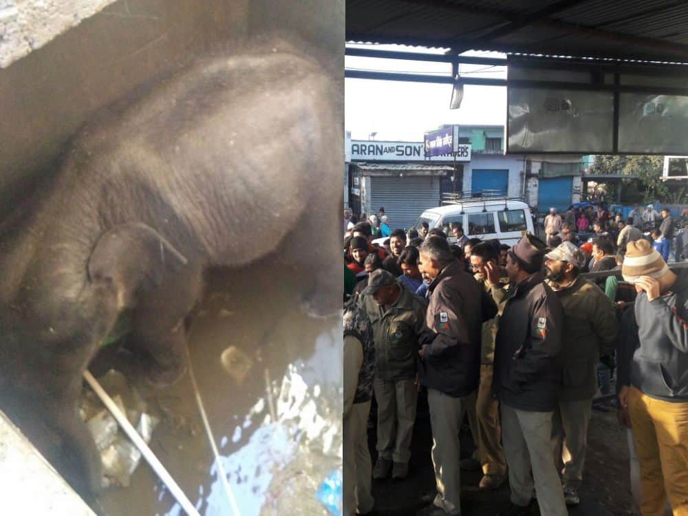 baby elephant fell into water tank