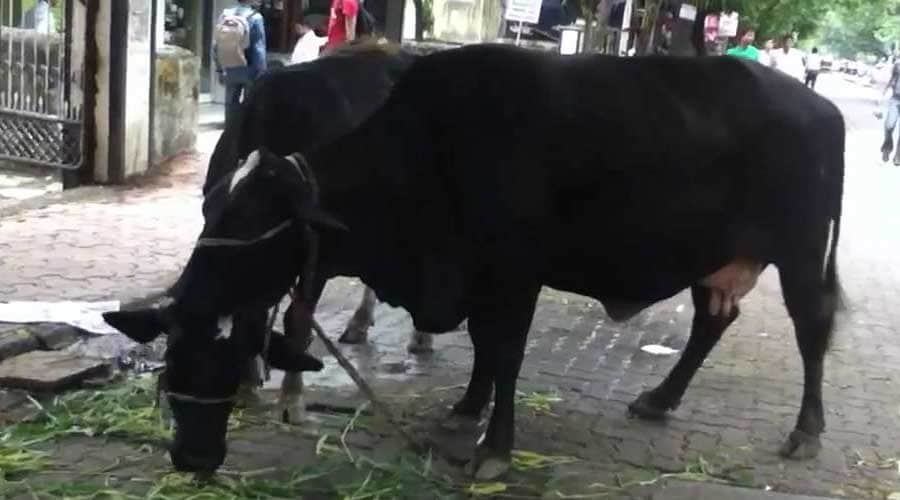 Lal Kitab Take these measures to get your soul mate and love