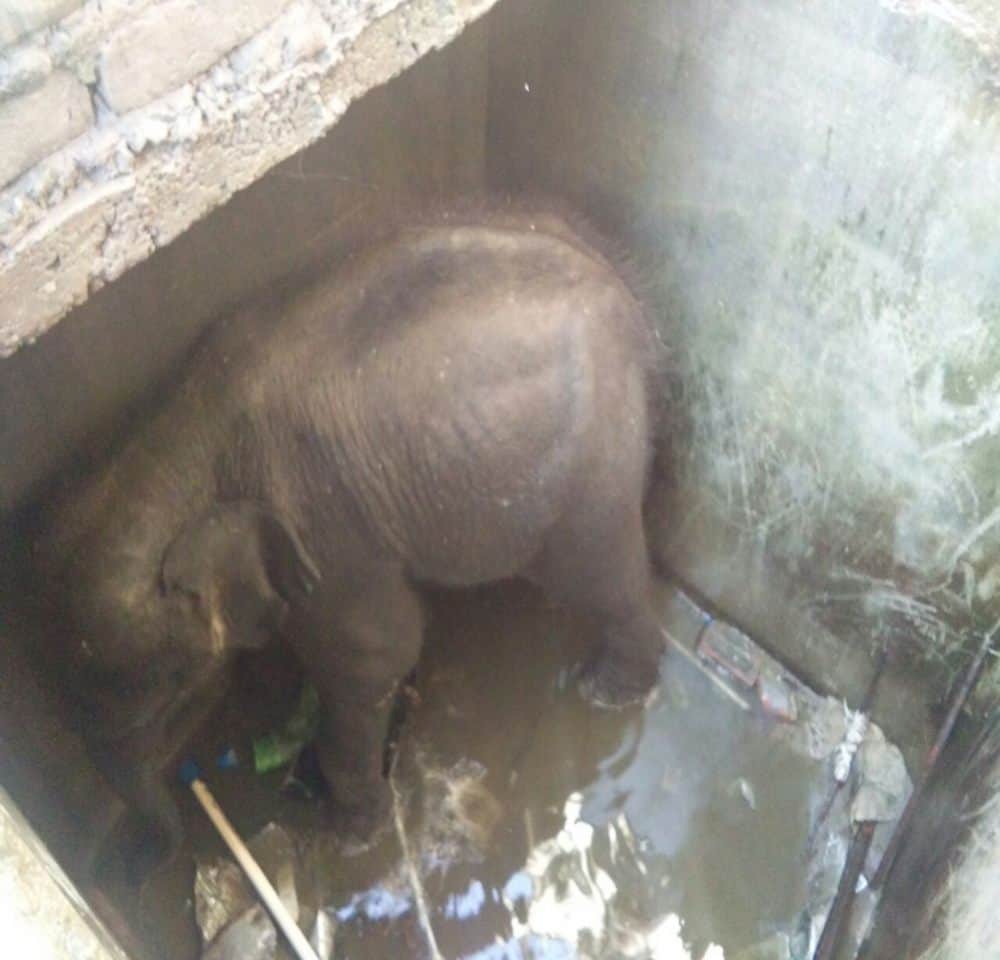 baby elephant rescue from water tank.