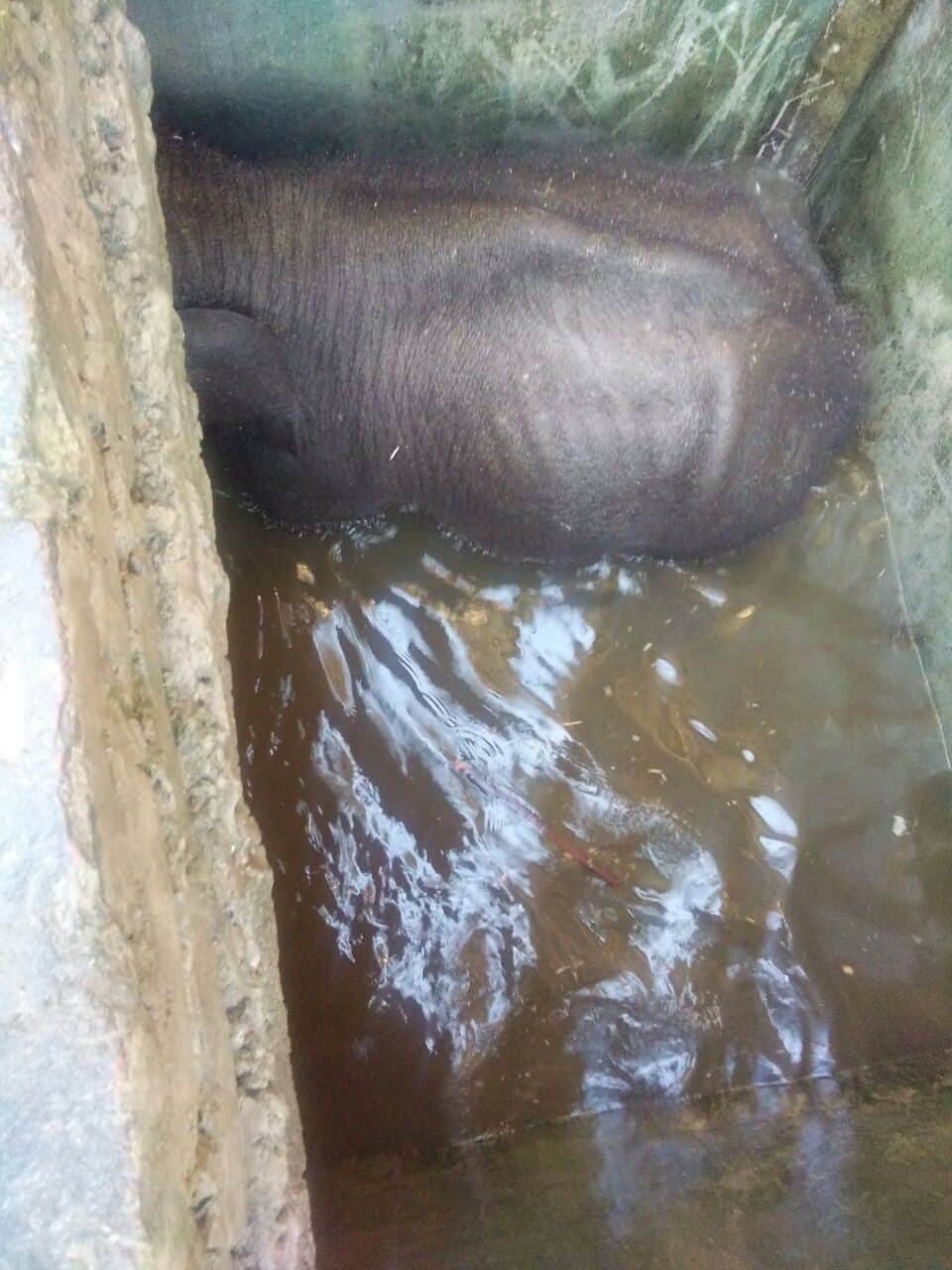 baby elephant fell into water tank