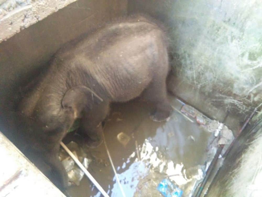 baby elephant fell into water tank