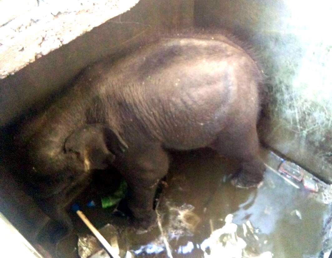 baby elephant population reached