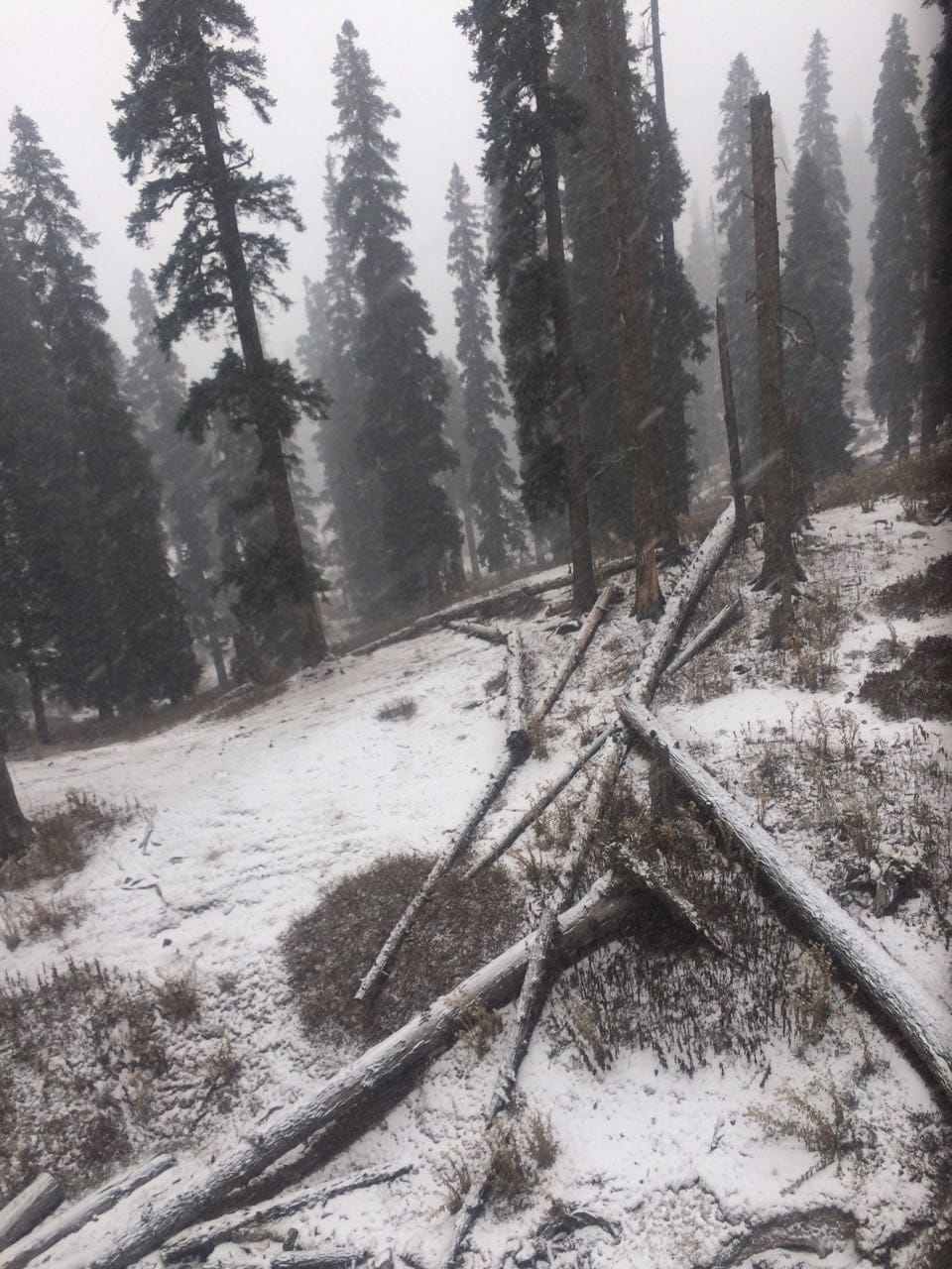 GULMARG WITNESSES FRESH SNOWFALL OF THE SESSION