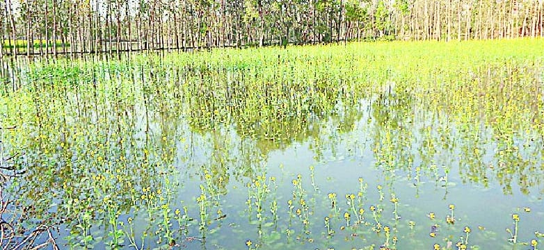 Rjwahe broken track, submerged crops farmers