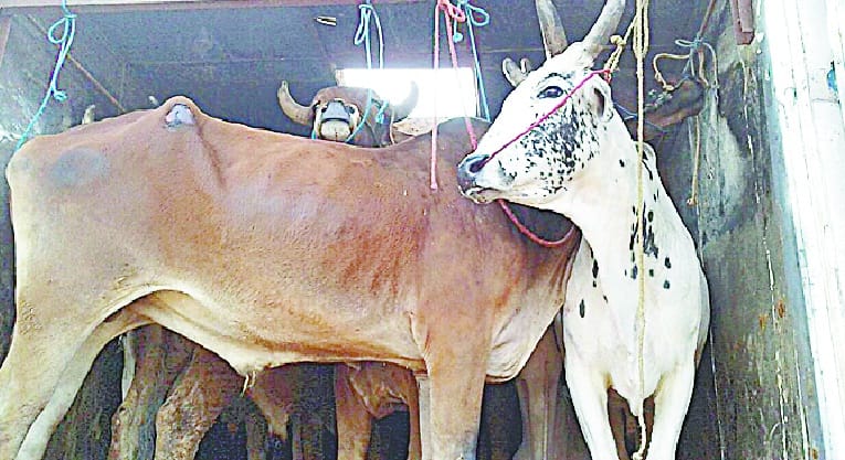 17 to move the intersection of three holding bulls