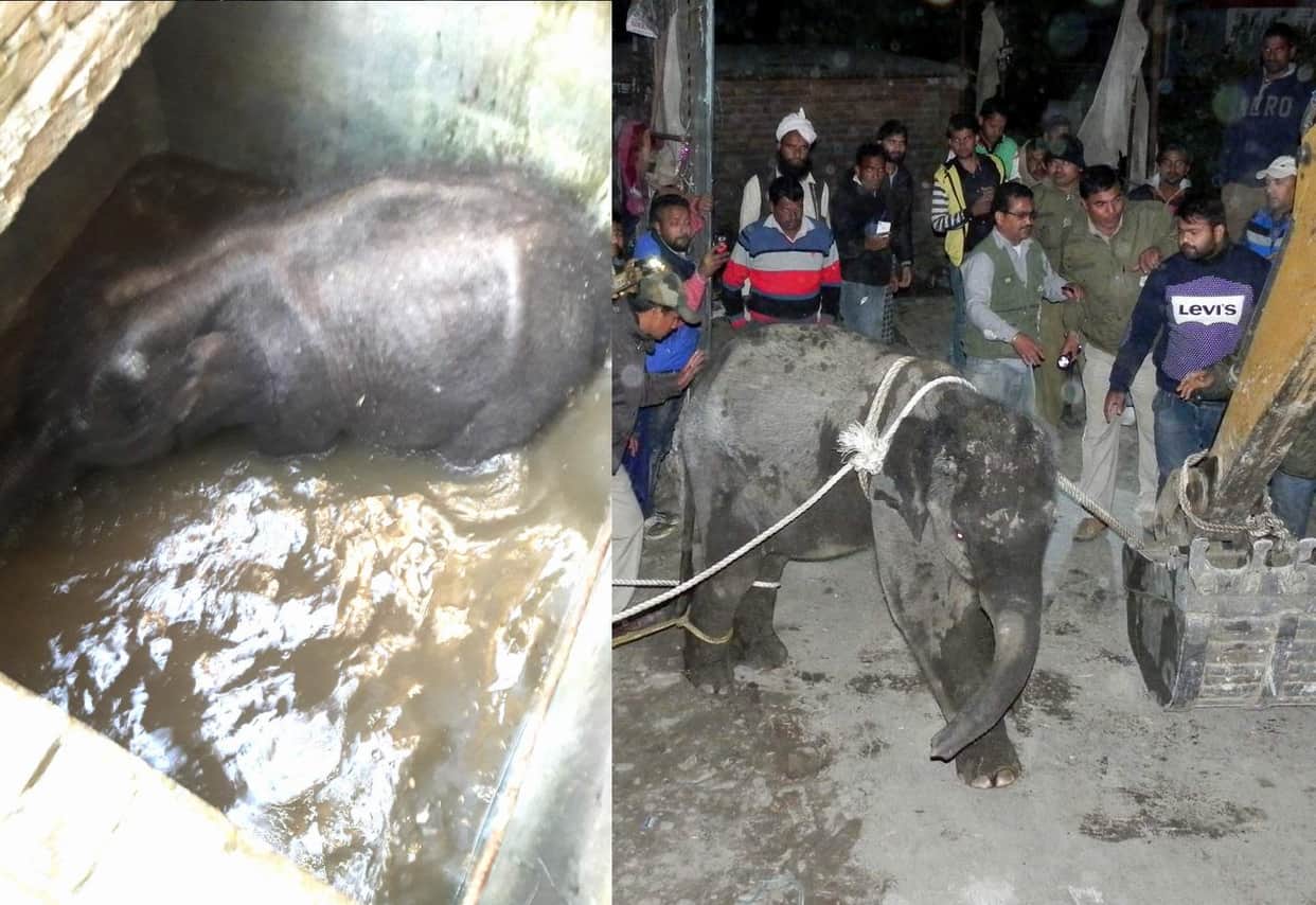 baby elephant rescue from water tank.