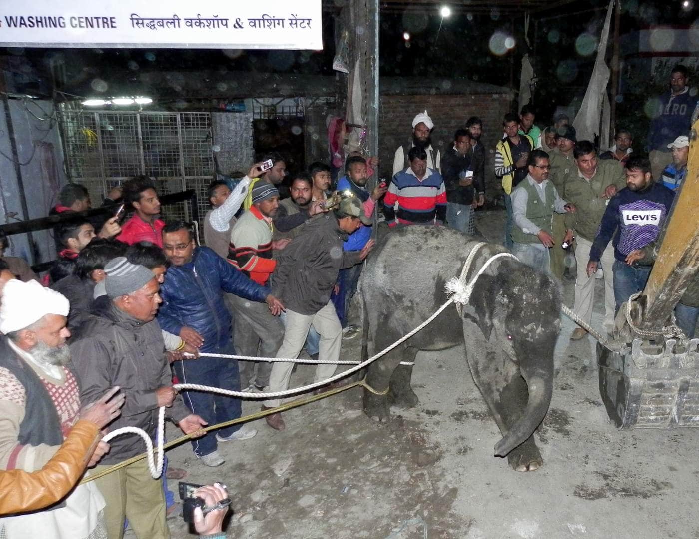 baby elephant rescue from water tank.