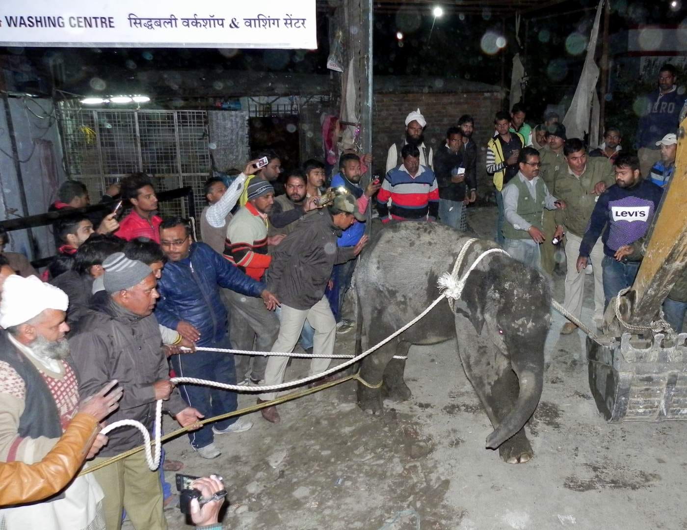 baby elephant rescue from water tank.
