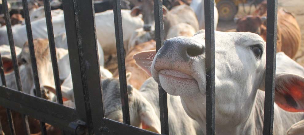 action on cow slating on DM SSP