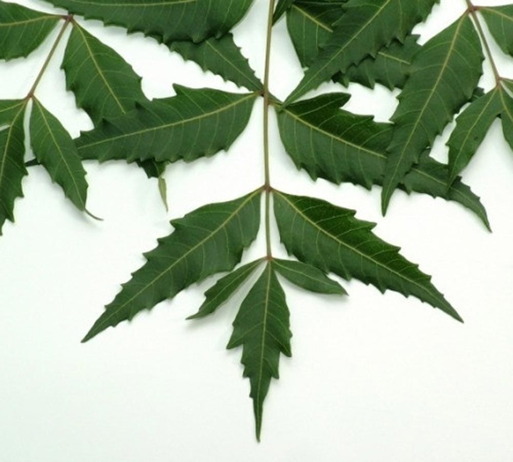 neem juice can cause infertility