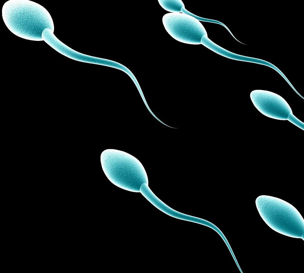 neem juice can cause infertility