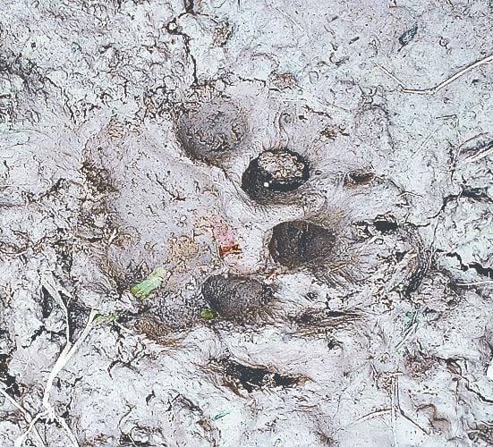 Leopard still missing, footmarks found