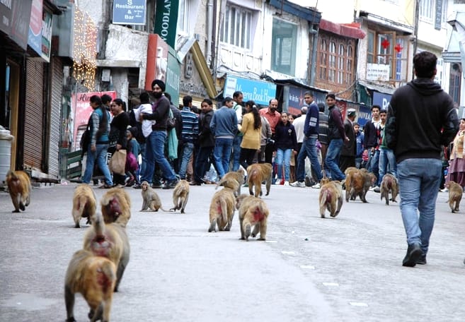 Nagaland Govt Denied to Take Monkey From Himachal.